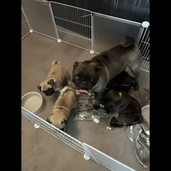 Adorable pug puppies..viber :+639463422605)