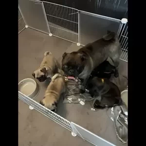 Adorable pug puppies..viber :+639463422605) | PostAds PH