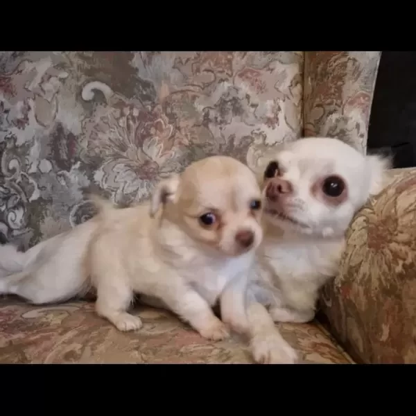 Long coat Chihuahua