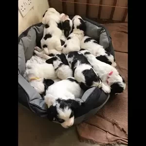 Sprocker puppies. Black and white...viber :+639463422605) | PostAds PH