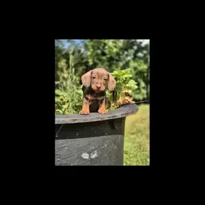 Superb Wirehaired Dachshund puppies Ready Now. | PostAds PH
