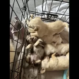 Pomeranian cross mini dachshund..viber :+639463422605) | PostAds PH