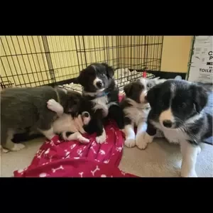 KC Border Collie Pups for sale..viber :+639463422605) | PostAds PH