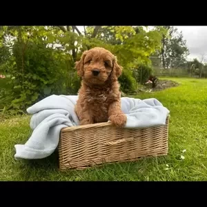 Breed: Cavapoo..viber :+639463422605) | PostAds PH