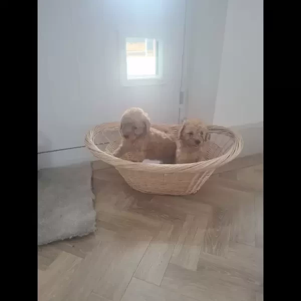 Breed: Cockapoo..viber :+639463422605)