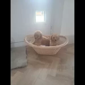 Breed: Cockapoo..viber :+639463422605) | PostAds PH