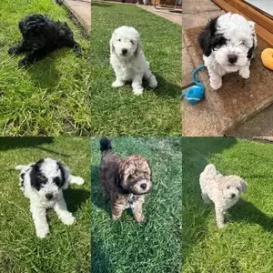 5 beautiful poochons for sale..viber :+639463422605) | PostAds PH