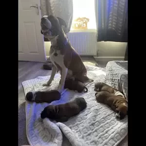 5 generation KC registered Boxer puppies..viber :+639463422605) | PostAds PH