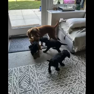 cocker spaniels...viber :+639463422605) | PostAds PH