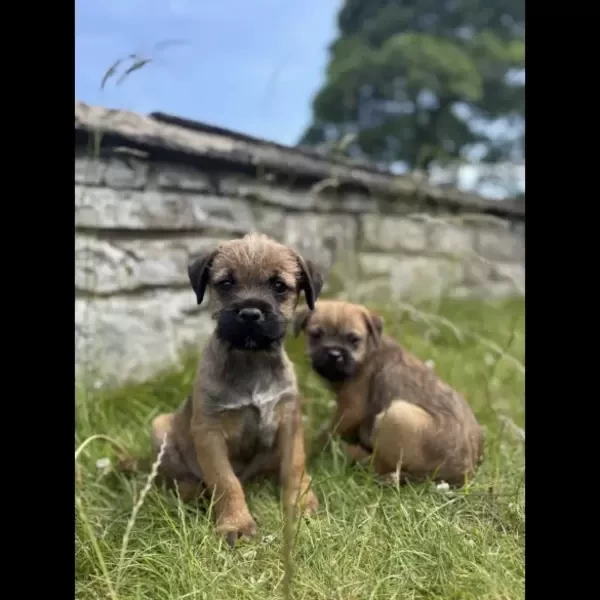 Health Tested Border Terrier Puppies..viber :+639463422605)