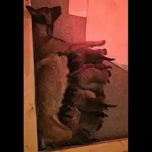 Elite-line Belgian Malinois..viber :+639463422605) | PostAds PH