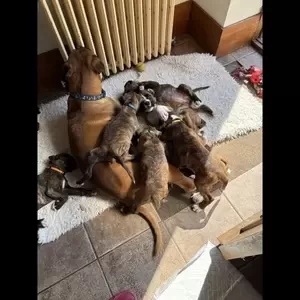 Beautiful quality Boxer Puppies. ..viber :+639463422605) | PostAds PH