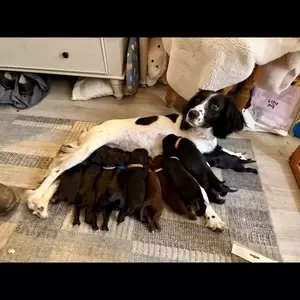 Sprocker puppies for sale..viber :+639463422605) | PostAds PH