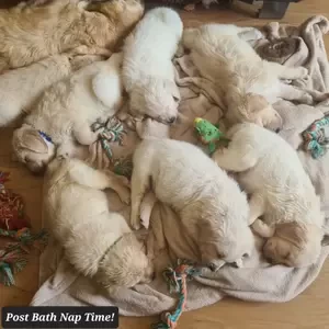 KC golden retriever puppies..viber :+639463422605) | PostAds PH