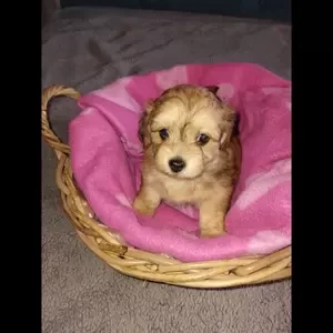Extremely long haired doxie chons..viber :+639463422605) | PostAds PH