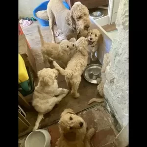 Golden Doodle Puppies | PostAds PH
