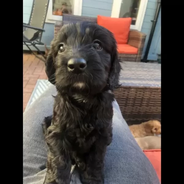 Gorgeous Black and White Cockapoo Girl