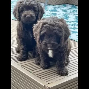 2 female cockapoos left ready to reserve | PostAds PH