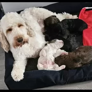 Gorgeous cockapoo puppies | PostAds PH