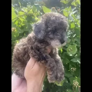 Adorable toy sable poodle puppies ..viber :+639463422605) | PostAds PH