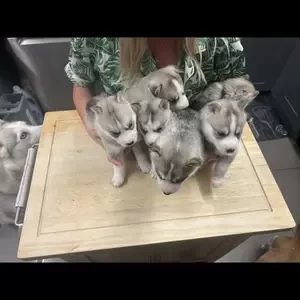 Full pedigre Siberian huskies husky | PostAds PH