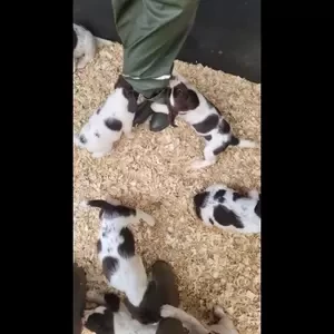 K.c registered English Springer Spaniel Puppies..viber :+639463422605) | PostAds PH