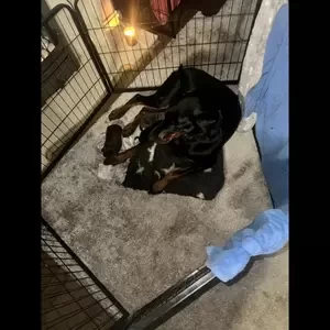 Champion-Bred European Dobermans – Health-Tested & Home-Raised | PostAds PH