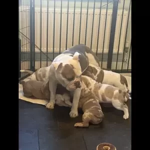 English bulldog..viber :+639463422605) | PostAds PH