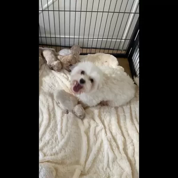 maltipoo puppies comprising..viber :+639463422605)