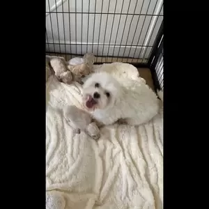 maltipoo puppies comprising..viber :+639463422605) | PostAds PH