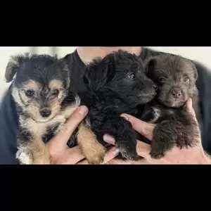 jackapoo pups available ..viber :+639463422605) | PostAds PH