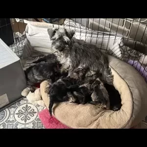 Adorable F1 Schnoodle puppies..viber :+639463422605) | PostAds PH
