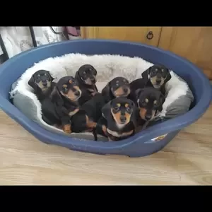 Dachshund pupies..viber :+639463422605) | PostAds PH