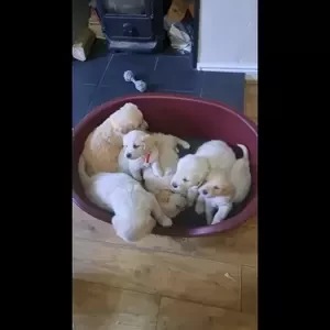 6 golden retriever puppies for sale..viber :+639463422605) | PostAds PH