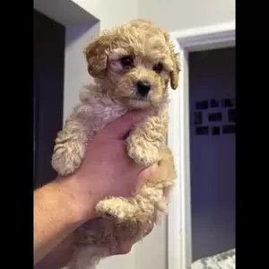 Cavapoochon Pupps for sale ..viber :+639463422605) | PostAds PH
