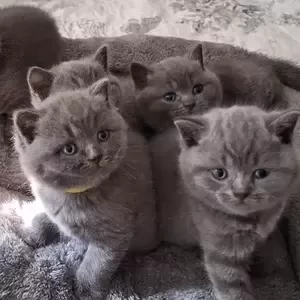 british shorthair kittens ...viber :+639463422605) | PostAds PH