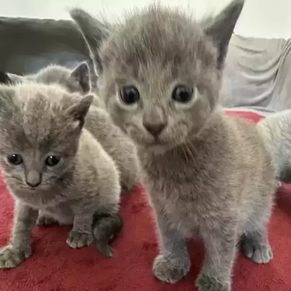 Russian Blue Kittens...viber :+639463422605)