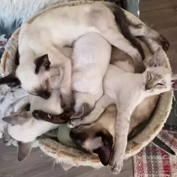  siamese kittenss ..viber :+639463422605)