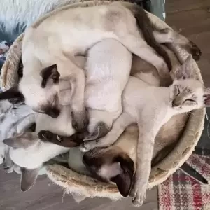 siamese kittenss ..viber :+639463422605) | PostAds PH