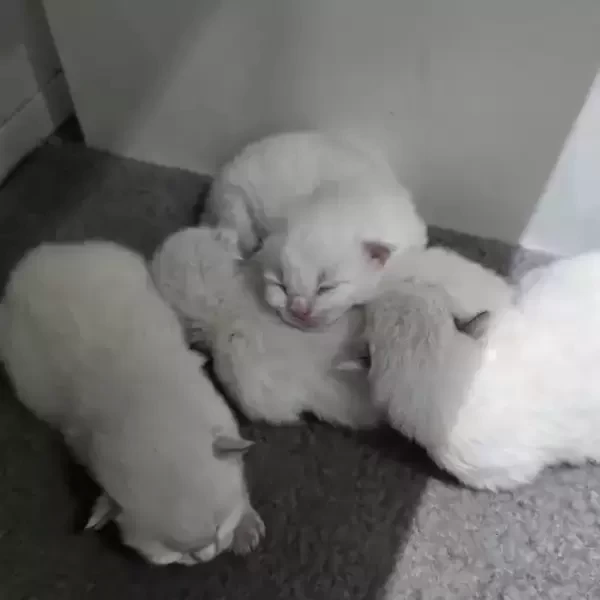 3 gorgeous Ragdoll bo..viber :+639463422605)