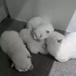 3 gorgeous Ragdoll bo..viber :+639463422605) | PostAds PH