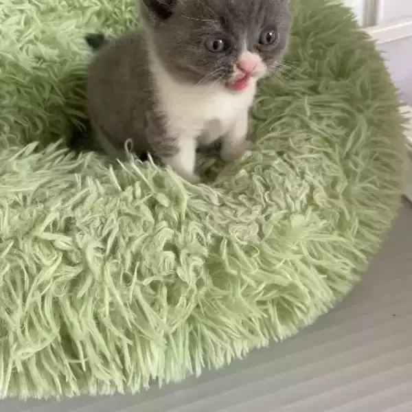British Shorthair