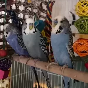 Budgerigars..viber :+639463422605) | PostAds PH
