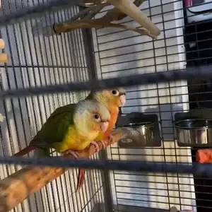 Conures..viber :+639463422605) | PostAds PH