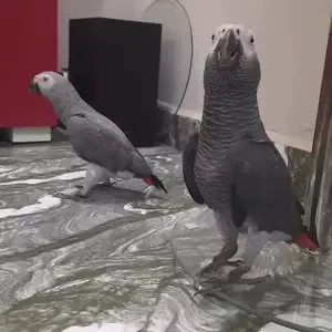 African Grey Parrot..viber :+639463422605) | PostAds PH