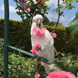 I have 2 cockatoo parrots, a male and a female...viber :+639463422605) | PostAds PH