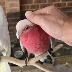 Cockatoo parrots..viber :+639463422605) | PostAds PH