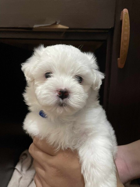 Maltese puppies