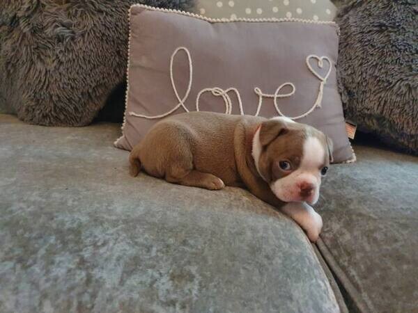 Super Adorable Boston Terri̇er puppies x
