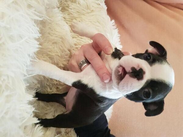 Super Adorable Boston Terri̇er puppies xxxxxxx